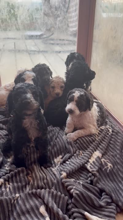 Scar, a male Poodle - Standard  for sale in Lenoir, NC – 6 of 9