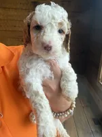 Apricot , a male Poodle - Standard  for sale in Lenoir, NC – 2 of 10