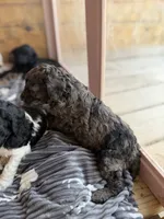 Spots, a male Poodle - Standard  for sale in Lenoir, NC – 7 of 10