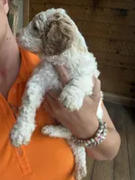 Apricot , a male Poodle - Standard  for sale in Lenoir, NC – 8 of 10