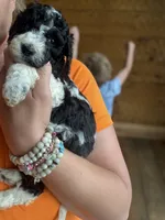 Oreo, a male Poodle - Standard  for sale in Lenoir, NC – 2 of 10