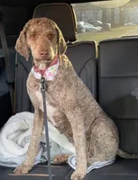 Scar, a male Poodle - Standard  for sale in Lenoir, NC – 3 of 9
