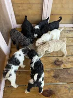Apricot , a male Poodle - Standard  for sale in Lenoir, NC – 5 of 10