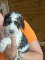 Standard Poodle Puppies AKC , a male Poodle - Standard  for sale in Lenoir, NC – 5 of 10