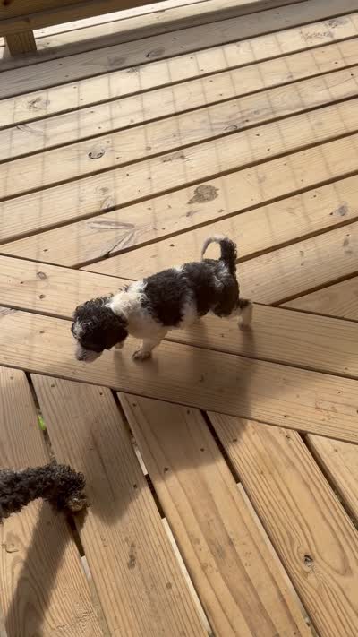 Lucy, a female Poodle - Standard  for sale in Lenoir, NC – 8 of 9
