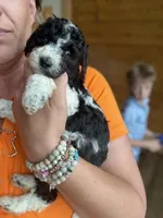 Standard Poodle Puppies AKC , a male Poodle - Standard  for sale in Lenoir, NC – 7 of 10