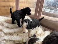 Oliver, a male Poodle - Standard  for sale in Lenoir, NC – 5 of 9