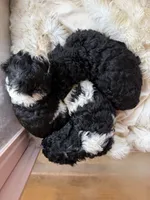 Oliver, a male Poodle - Standard  for sale in Lenoir, NC – 8 of 9