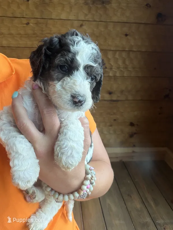 Lucy – Poodle - Standard  puppy for sale in Lenoir, NC