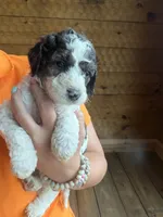 Lucy, a female Poodle - Standard  for sale in Lenoir, NC – 1 of 9