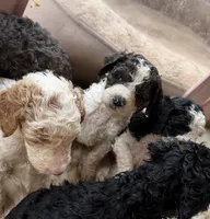 Apricot , a male Poodle - Standard  for sale in Lenoir, NC – 9 of 10