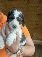 Lucy, a female Poodle - Standard  for sale in Lenoir, NC – 7 of 9