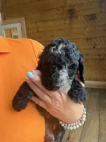 Scar, a male Poodle - Standard  for sale in Lenoir, NC – 8 of 9