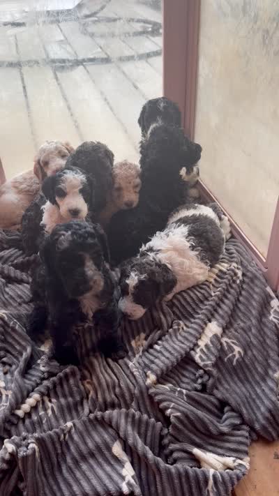 Spots, a male Poodle - Standard  for sale in Lenoir, NC – 10 of 10