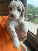 Apricot , a male Poodle - Standard  for sale in Lenoir, NC – 4 of 10
