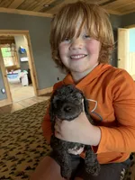 Spots, a male Poodle - Standard  for sale in Lenoir, NC – 5 of 10