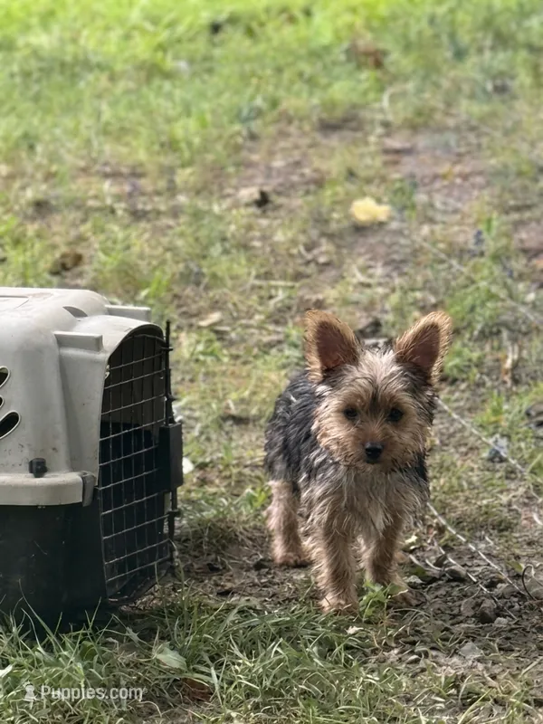 Yorkie maya  – Yorkshire Terrier puppy for sale in Mount Carmel, IL