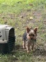Yorkie maya , a male Yorkshire Terrier for sale in Mount Carmel, IL – 1 of 2