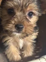 Yorkie Puppies semi, a male Yorkshire Terrier for sale in Mount Carmel, IL – 2 of 3