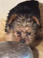 Yorkie Puppies semi, a male Yorkshire Terrier for sale in Mount Carmel, IL – 4 of 4