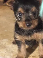 Yorkie Puppies Maya, a male Yorkshire Terrier for sale in Mount Carmel, IL – 3 of 7