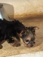 Yorkie Puppies Maya, a male Yorkshire Terrier for sale in Mount Carmel, IL – 4 of 7