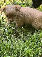 Gold male Rose, a male Yorkshire Terrier for sale in Mount Carmel, IL – Photo 3 of 3