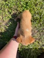 Gold male Rose, a male Yorkshire Terrier for sale in Mount Carmel, IL – Photo 1 of 3