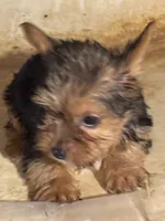 Yorkie Puppies semi, a male Yorkshire Terrier for sale in Mount Carmel, IL – 3 of 4