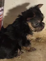 Yorkie Puppies Maya, a male Yorkshire Terrier for sale in Mount Carmel, IL – 1 of 7