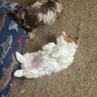 Yorkie Merle’s. Paisley, a male Yorkshire Terrier for sale in Mount Carmel, IL – Photo 3 of 4