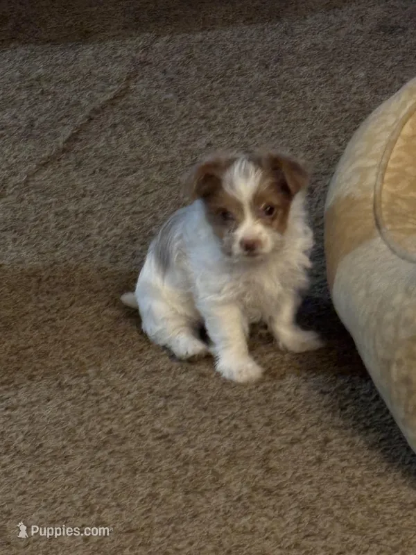 Yorkie Merle’s. Paisley – Yorkshire Terrier puppy for sale in Mount Carmel, IL