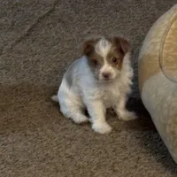 Yorkie Merle’s. Paisley, a male Yorkshire Terrier for sale in Mount Carmel, IL – Photo 2 of 4