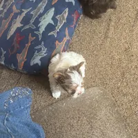 Yorkie Merle’s. Paisley, a male Yorkshire Terrier for sale in Mount Carmel, IL – Photo 4 of 4