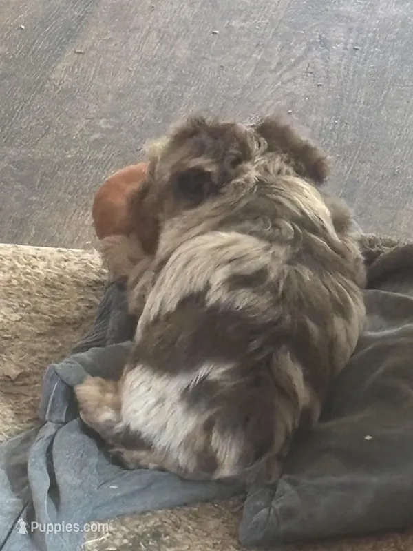 Yorkie Merle’s. Paisley