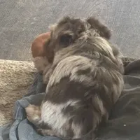 Yorkie Merle’s. Paisley, a male Yorkshire Terrier for sale in Mount Carmel, IL – Photo 1 of 4