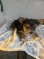 Yorkies semi, a male Yorkshire Terrier for sale in Mount Carmel, IL – Photo 6 of 7