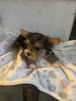 Yorkies semi, a male Yorkshire Terrier for sale in Mount Carmel, IL – Photo 4 of 7