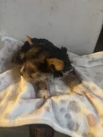 Yorkies semi, a male Yorkshire Terrier for sale in Mount Carmel, IL – Photo 3 of 7