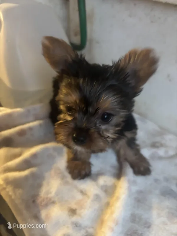 Yorkies semi, a male Yorkshire Terrier for sale in Mount Carmel, IL – Photo 1 of 7