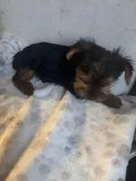 Yorkies semi, a male Yorkshire Terrier for sale in Mount Carmel, IL – Photo 5 of 7