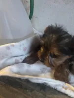 Yorkies semi, a male Yorkshire Terrier for sale in Mount Carmel, IL – Photo 7 of 7