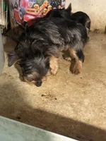Yorkie Puppies Maya, a male Yorkshire Terrier for sale in Mount Carmel, IL – 5 of 7