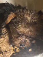 Yorkie Puppies semi, a male Yorkshire Terrier for sale in Mount Carmel, IL – 3 of 3