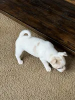 Chihuahuas Savannah, a male Chihuahua for sale in Mount Carmel, IL – Photo 4 of 4