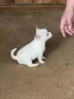 Chihuahuas Savannah, a male Chihuahua for sale in Mount Carmel, IL – Photo 2 of 4