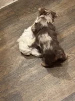 Yorkies Merle’s Paisley, a male Yorkshire Terrier for sale in Mount Carmel, IL – Photo 4 of 4