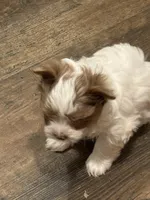 Yorkies Merle’s Paisley, a male Yorkshire Terrier for sale in Mount Carmel, IL – Photo 2 of 4