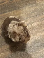 Yorkies Merle’s Paisley, a male Yorkshire Terrier for sale in Mount Carmel, IL – Photo 3 of 4