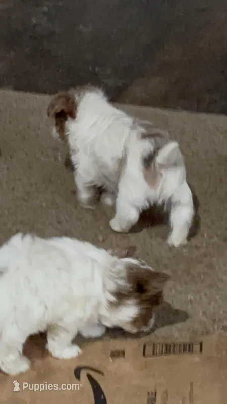 Yorkies Merle’s Paisley